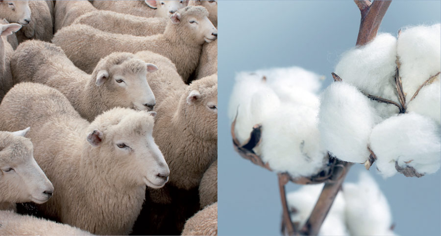 Merinos e cotone